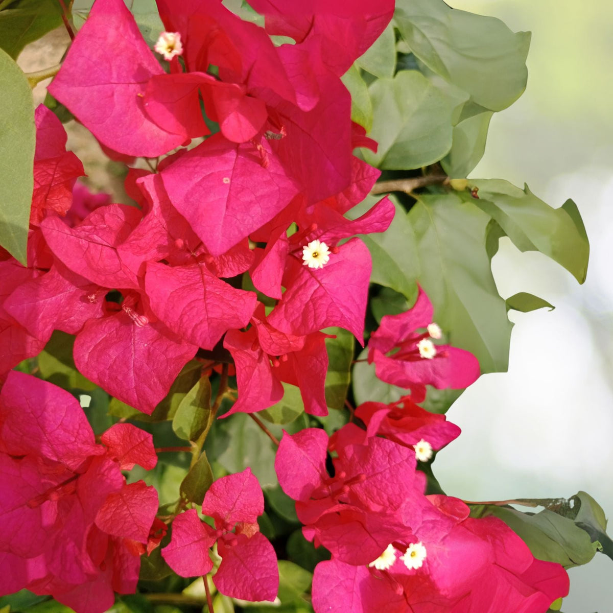 Bougainvillea Plant 4 Inch Pot Red Purple Flowers Bougainvillea spp. 5 to 10 Inch Tall