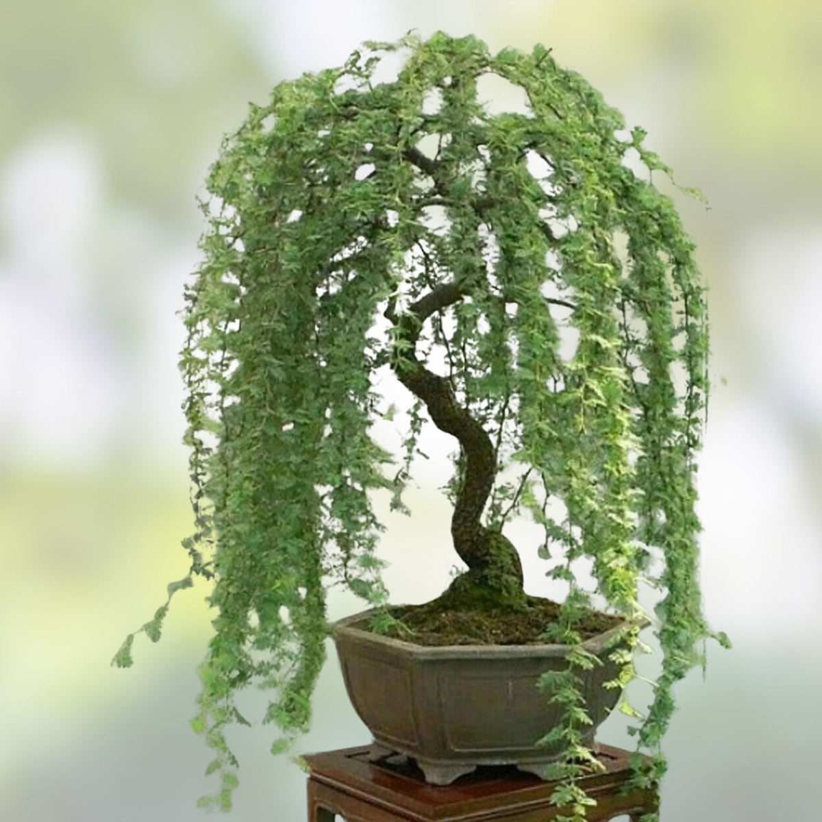 Weeping Willow Bonsai Tree Cutting – Large Thick Trunk Live Indoor Plant – Salix babylonica