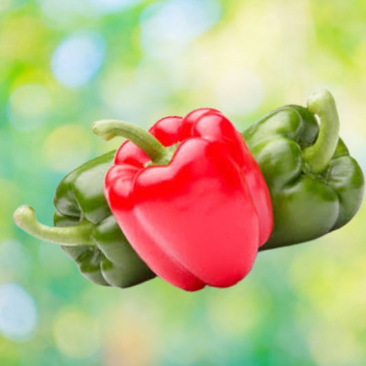Sweet Bell Pepper Seeds 100 Organic Assorted Colors Non-GMO USA Heirloom Seeds Capsicum annuum