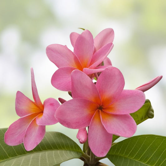 Plumeria Cuttings 8-10" Single Tip, Colorful Frangipani Variety, Plumeria spp.