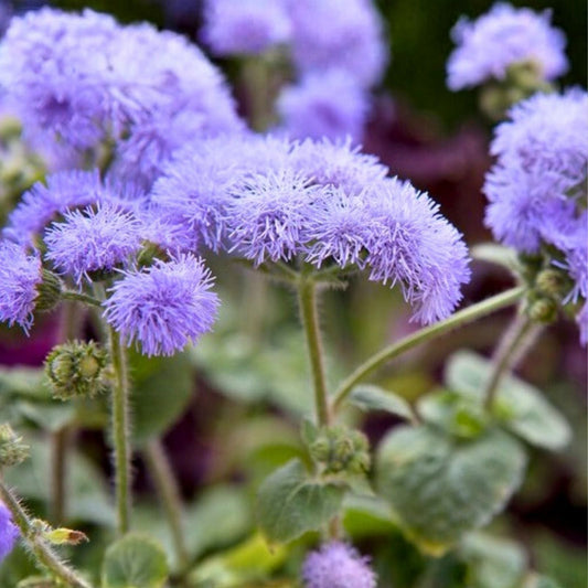 Ageratum Seeds 150 Count Lavender Mist Annual Flower Seeds Ageratum houstonianum