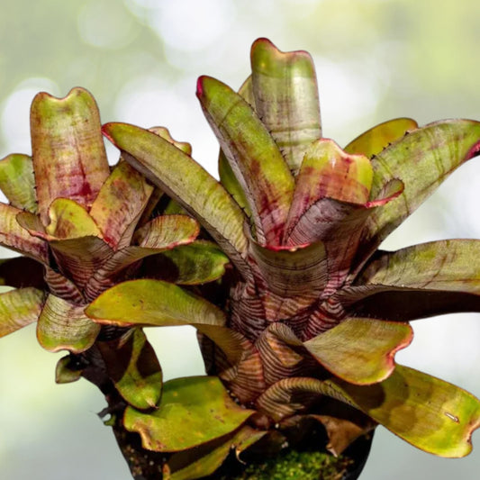Aechmea Nudicaulis Rubra Plant 6" Pot | Tropical Bromeliad | Indoor/Outdoor Houseplant | Exotic Greenery