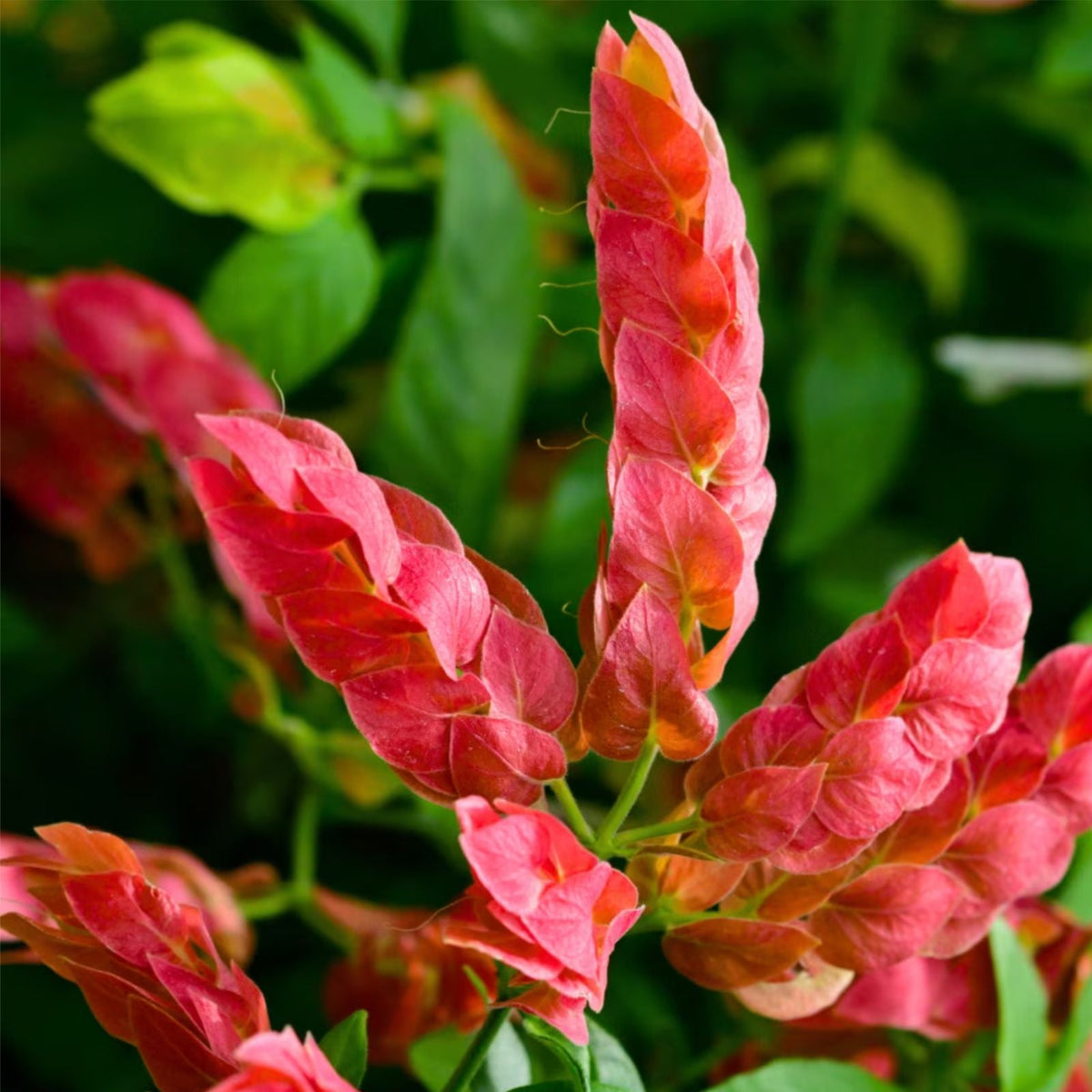 Live Red Shrimp Plant 4 to 6 Inch Aquatic Plant for Aquariums Justicia brandegeeana