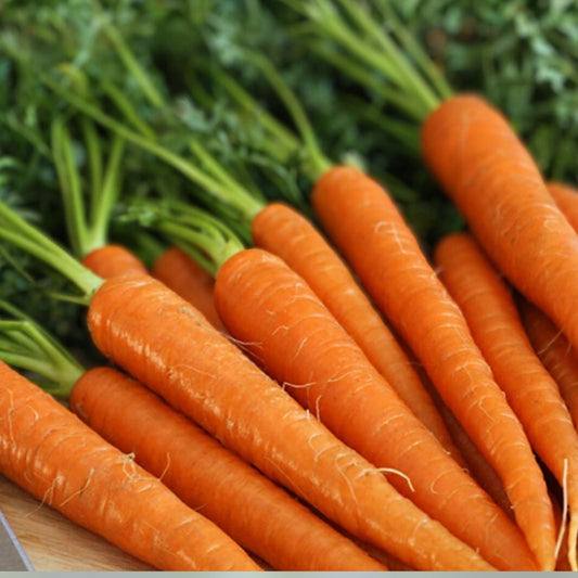 Danvers 126 Carrot Seeds – Heirloom Non-GMO Bulk Pack of 1000+ Seeds for Organic Gardening – Daucus carota