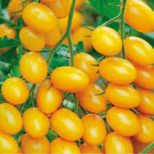 Sweet Lemon Tomato Seeds 100 Organic Heirloom Variety USA Grown Home Garden Solanum lycopersicum