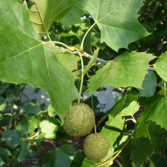American Plane Tree Seedling 6 12 Inch Tall 4 Inch Pot Platanus Occidentalis Young Plant