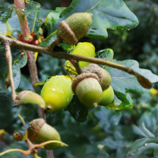 25 Shumard Oak Acorns   Quercus Shumardii   2024 Native Tree   Float Tested for Planting and Growing