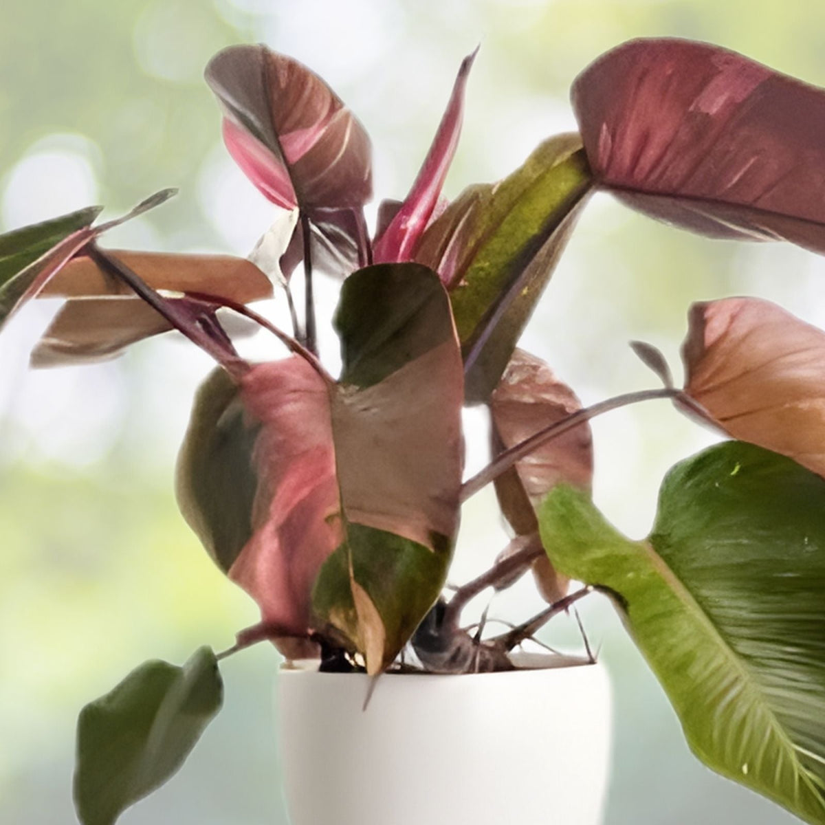 Philodendron Pink Princess 6" Variegated Plant - Philodendron erubescens - Tropical Black & Pink Leaves for Home Decor