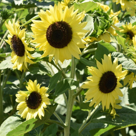 Sunflower Seeds 500 Count Lemon Queen Variety Large Colorful Blooms Helianthus annuus Garden Planting