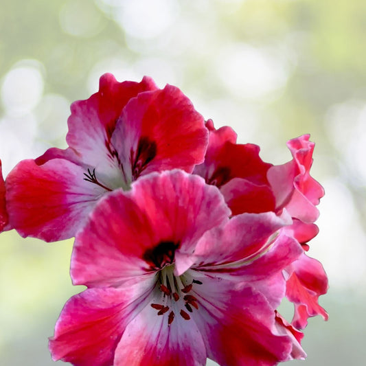 Geranium Live Plant 6" Pot White/Mahroon Perennial Pelargonium spp.