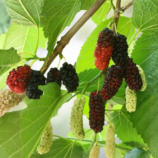 Mulberry Tree 3-4 Feet - Morus Nigra - Potted Plant with Soil - Weekly Shipping