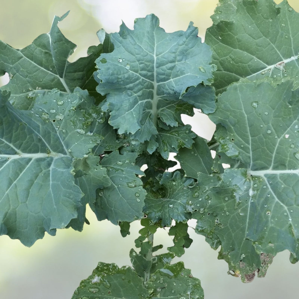 White Russian Kale Seeds - Heirloom NON-GMO - Brassica oleracea - Fresh Garden Seeds for Home Gardening