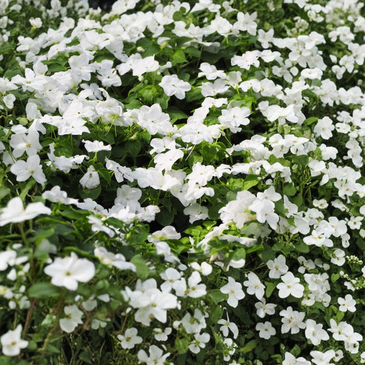 Potted Vinca Plant 4.5 in Bright White Flowers Madagascar Periwinkle Catharanthus roseus for Indoor Outdoor Garden Decor