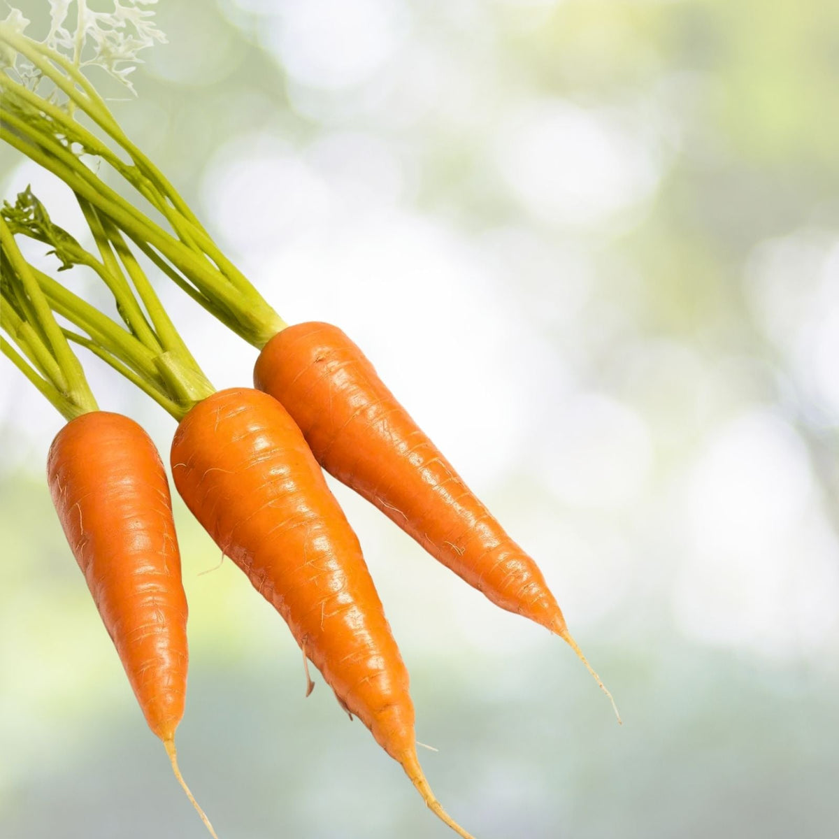 Chantenay Red Core Carrot Seeds | Heirloom Non-GMO | Fresh Garden Seeds for Planting | Daucus carota