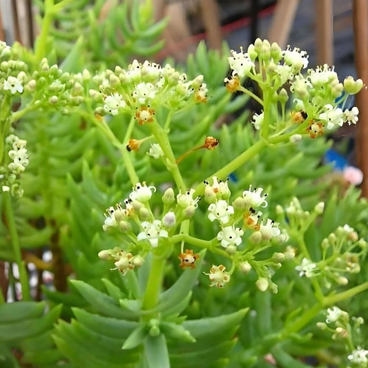 Succulent Plant 2-4" Crassula Tetragona Miniature Pine Tree Bonsai - Live Indoor Garden Decor