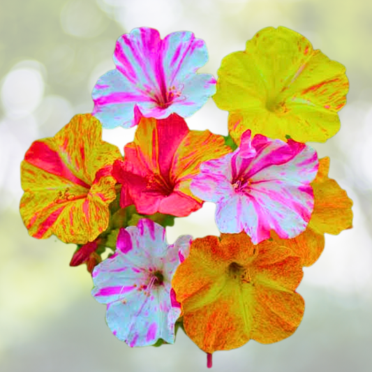 Four O’Clock Seeds - 25 Non-GMO Broken Color Mirabilis jalapa Annual/Perennial Garden Flowers