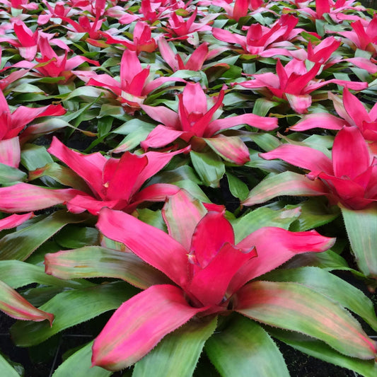 Neoregelia Plant 6" Pot Green Apples Variety - Tropical Bromeliad (Neoregelia) for Indoor Gardening and Home Decor