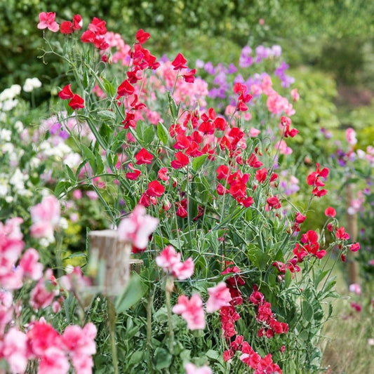 Sweet Pea Seeds 35+ Pack Non-GMO Annual Flower Garden Variety Lathyrus odoratus for Home Gardening