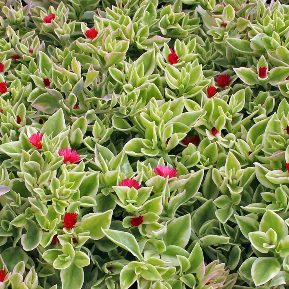 Heartleaf Ice Plant Cuttings 18" Long, Variegata, Drought-Tolerant Succulent, Ground Cover, Mesembryanthemum Cordifolium