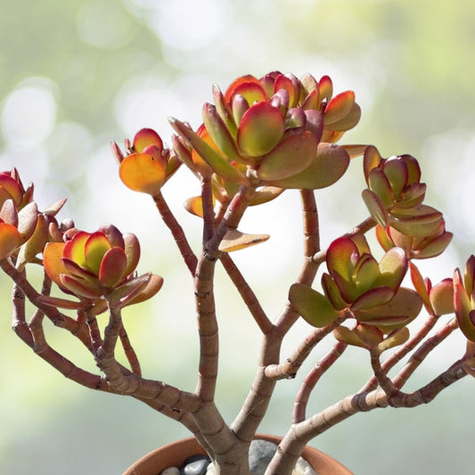 Rare Red Akai Jade Succulent Bare Rooted Bonsai Tree Crassula Ovata 7-8” Indoor Garden Plant