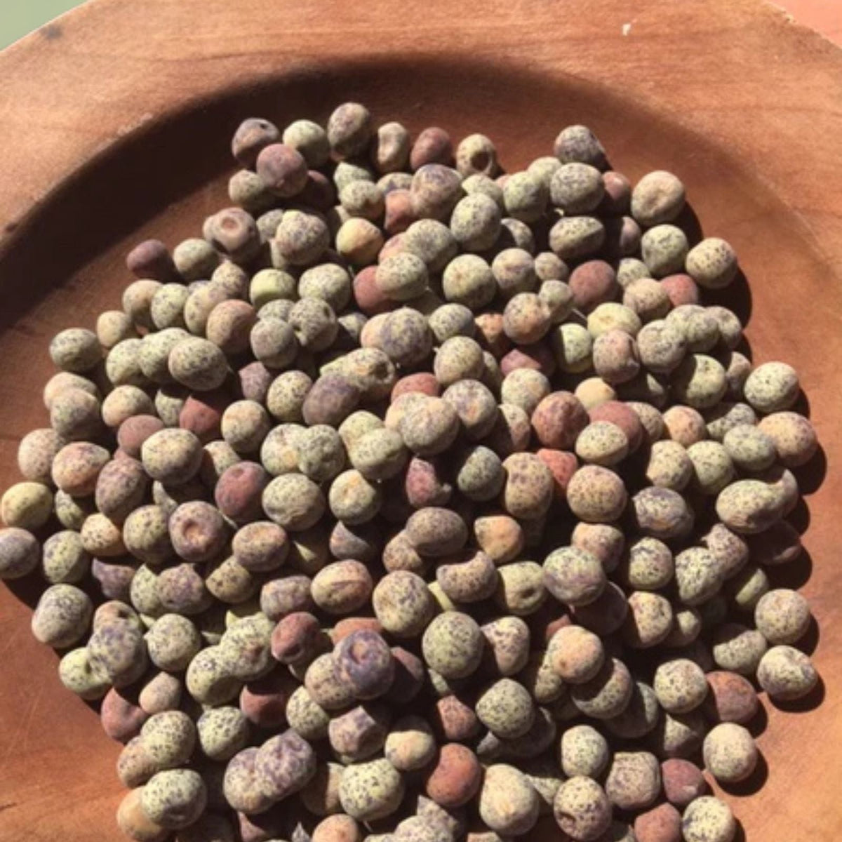 Brown Speckled Pea Seeds 12 oz Heirloom Variety for Home Gardening Pisum sativum