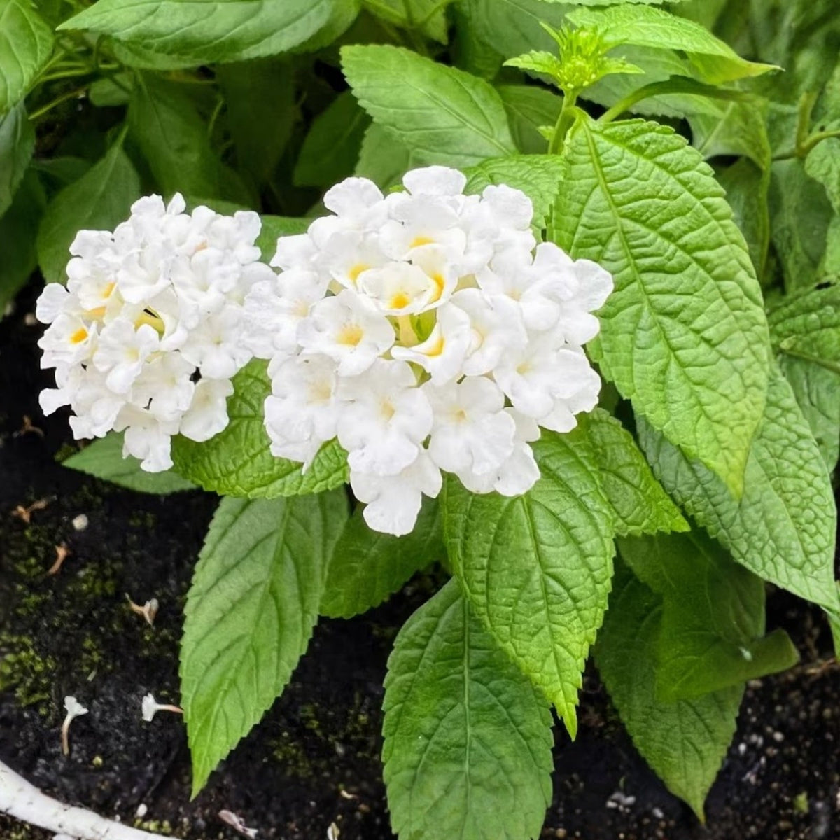 Colorful White Lantana Plants 6 in Pot - Lantana camara - Hardy Ornamental Shrubs, Attracts Pollinators, Drought-Tolerant