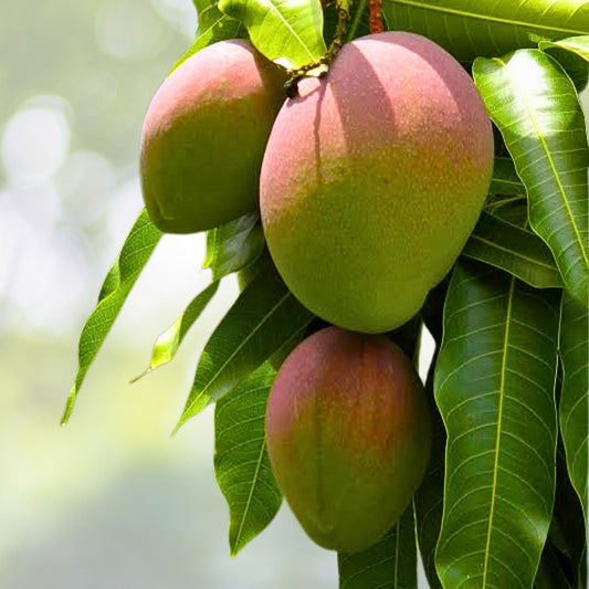 Grafted Mango Live Plant 3G Pot Karen Michelle Mangifera indica - No Shipping to California
