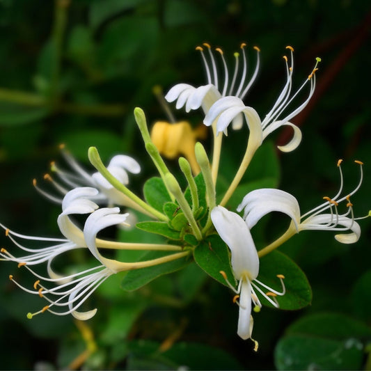 Japanese Honeysuckle Vines - 10 Live Rooted Plants - Fragrant Heirloom Variety - Lonicera japonica