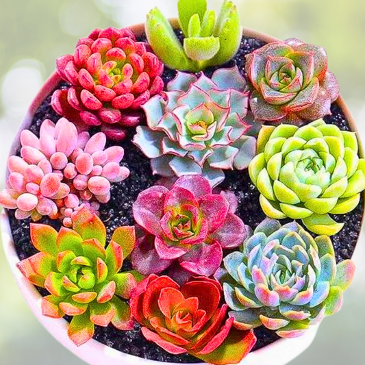 200pcs Rare Mixed Succulent Seeds - Colorful Collection of Unique Varieties - Ideal for Plant Enthusiasts and Gardeners