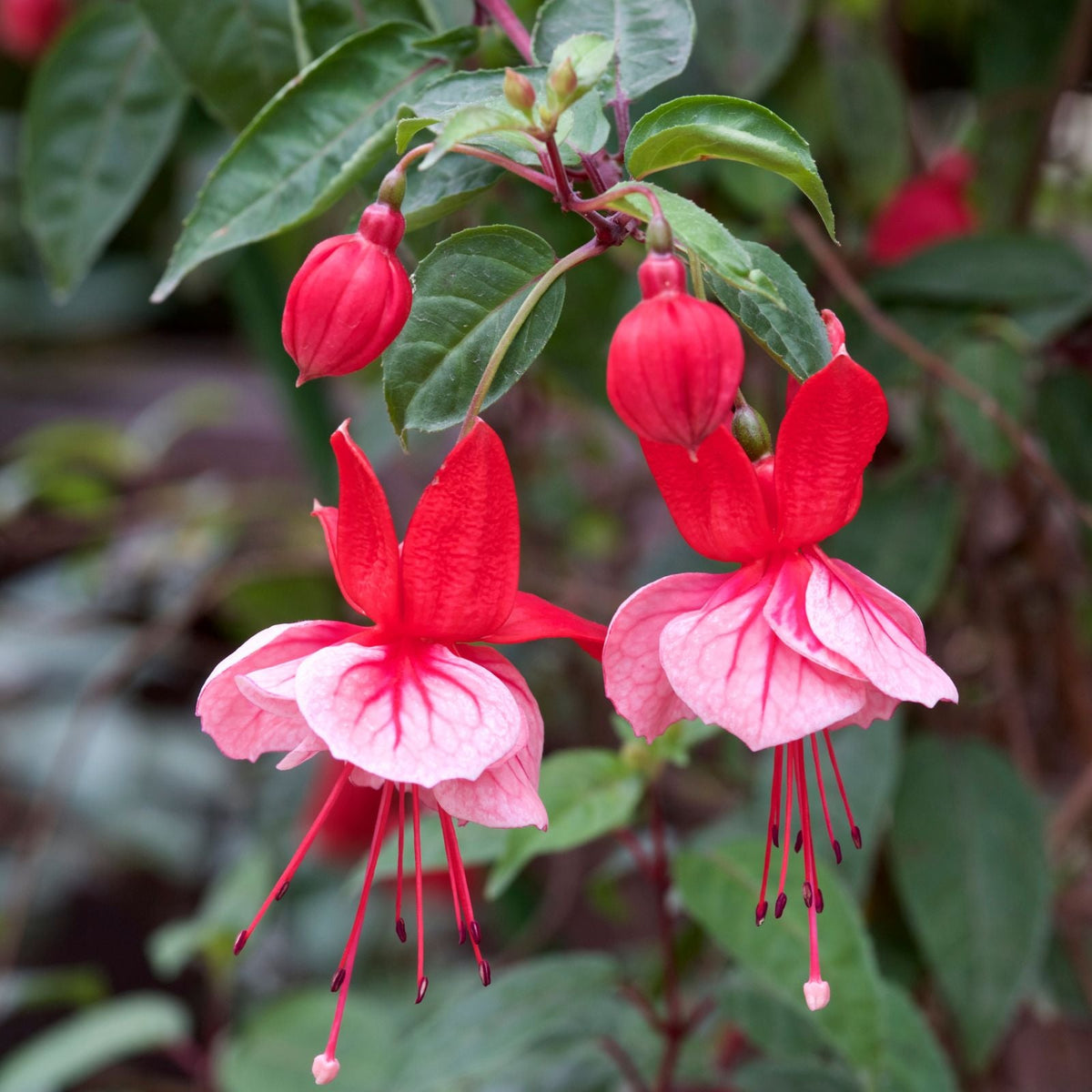 Swingtime Fuchsia Live Starter Plant 3" Pot Elegant Flower Plant Fuchsia magellanica