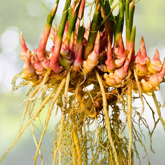 Beehive Ginger Rhizome - Fresh Zingiber spectabile - Exotic Tropical Flower - Aromatic & Easy to Grow