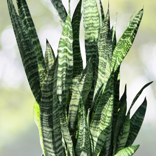 Sansevieria Wintergreen Snake Plant 3 Gallon Pot - Sansevieria trifasciata 'Wintergreen' - Hardy Air Purifying Indoor Plant