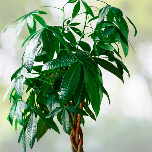 Money Tree Plant 3 Gallon Pot Pachira Aquatica Indoor Houseplant Live Greenery for Home Decor Healthy Disease-Free