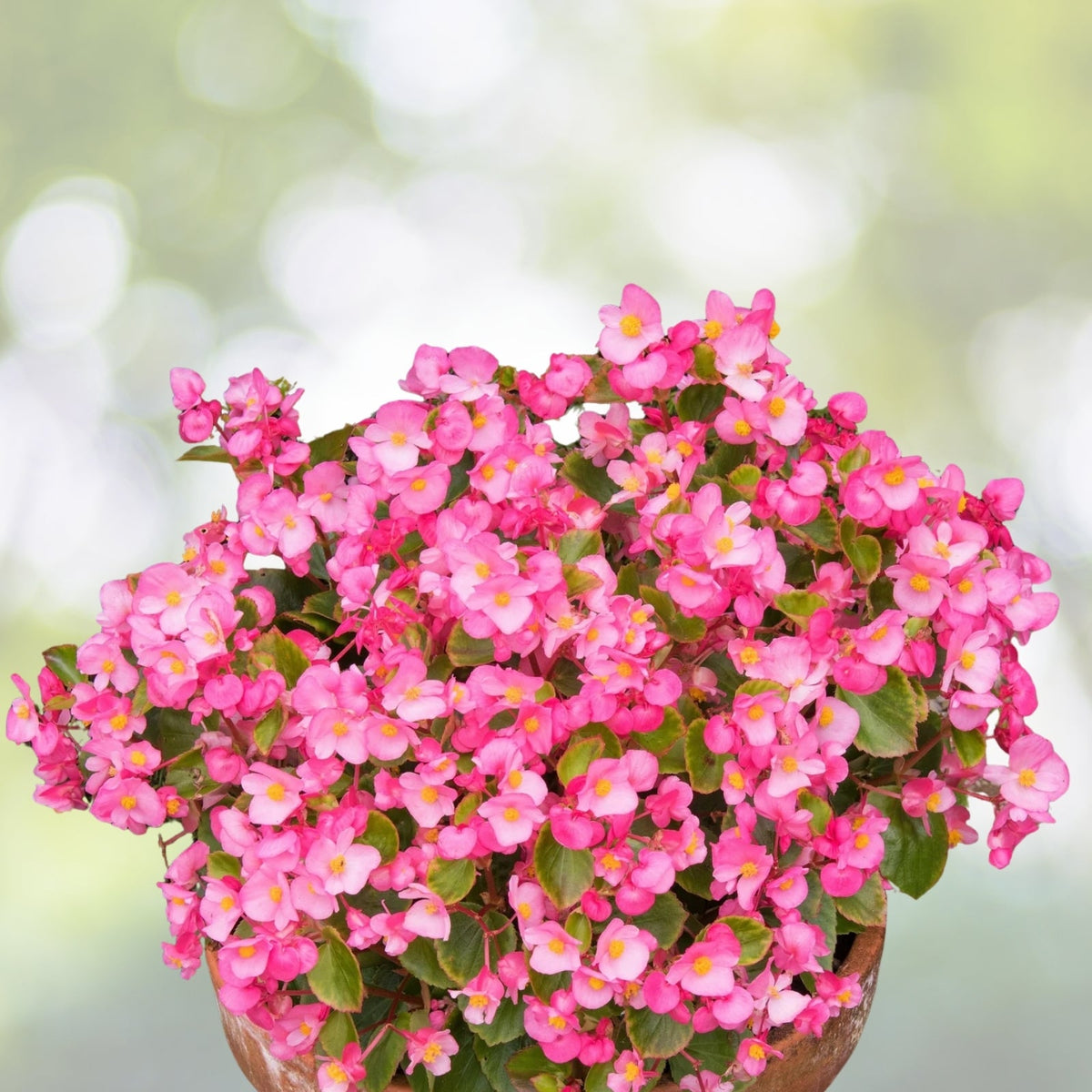 Wax Begonia Plant 10in Pot - Pink Blooms & Glossy Foliage - Begonia cucullata - Perfect for Indoor & Outdoor Gardens