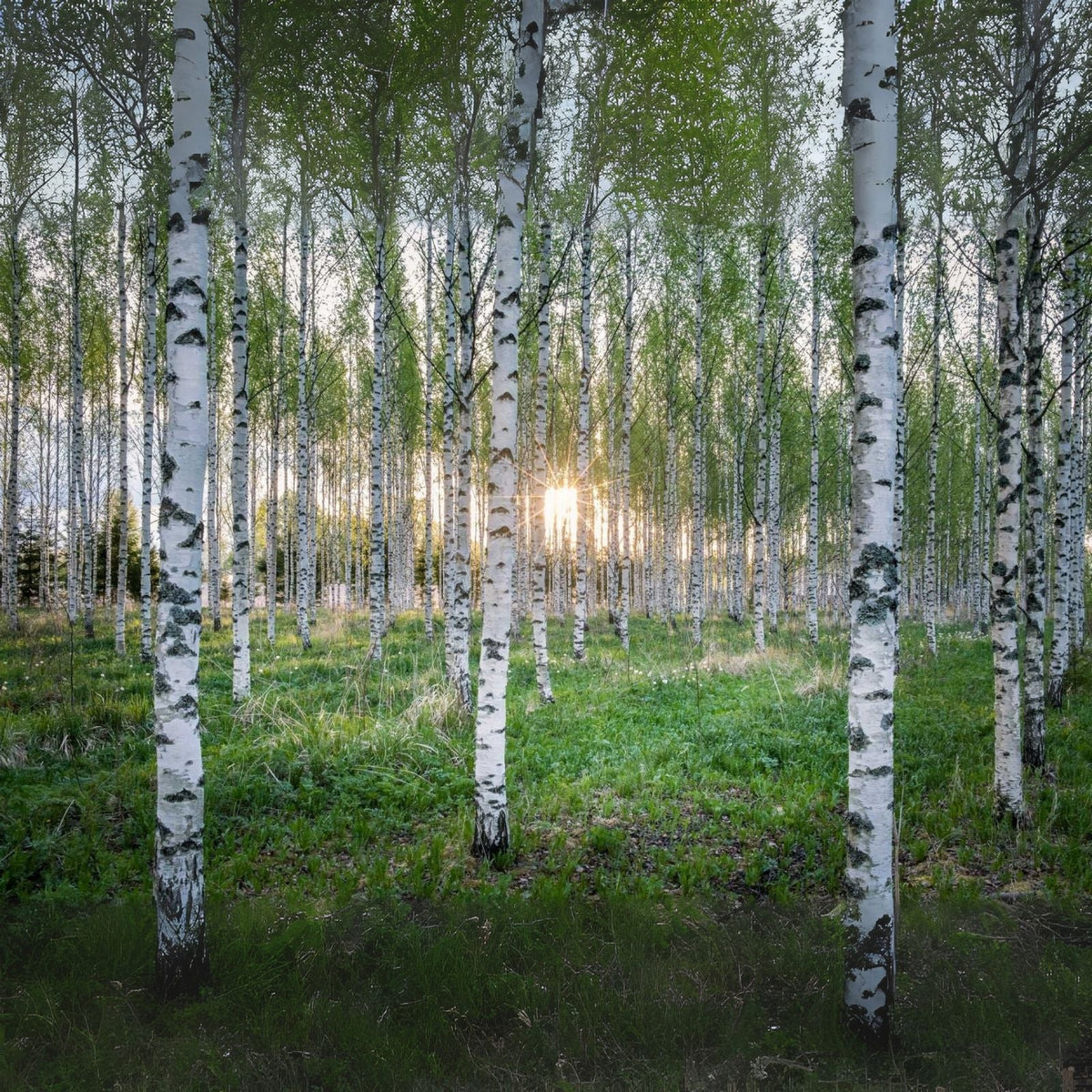 White Paper Birch Tree Seeds | 100+ Seeds | Betula papyrifera | Ideal for Bonsai Planting