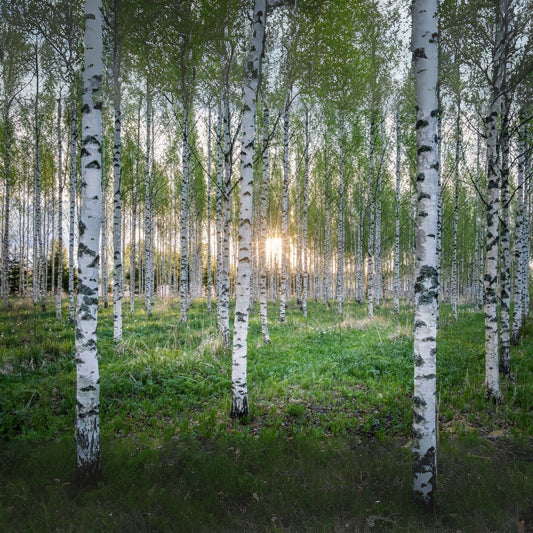 White Paper Birch Tree Seeds | 100+ Seeds | Betula papyrifera | Ideal for Bonsai Planting