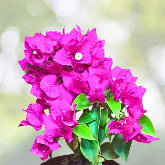 Bougainvillea Cuttings, Fuchsia, 4 Pieces for Planting, Bougainvillea glabra - Live Plant Starter Cuttings