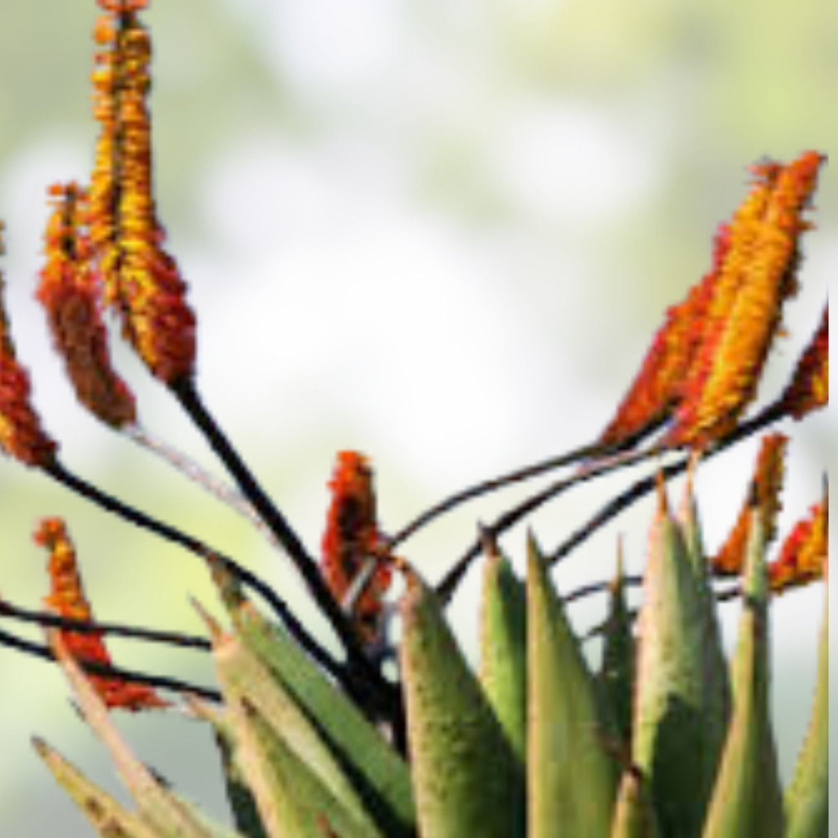 Aloe Spectabilis Seeds 30 Pack - Succulent Seeds for Planting - Rare Aloe Variety - Aloe spectabilis