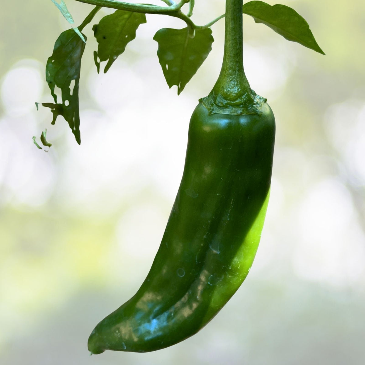 NuMex Joe E Parker Hot Pepper Seeds | Non-GMO Heirloom | Capsicum annuum | Fresh Garden Seeds