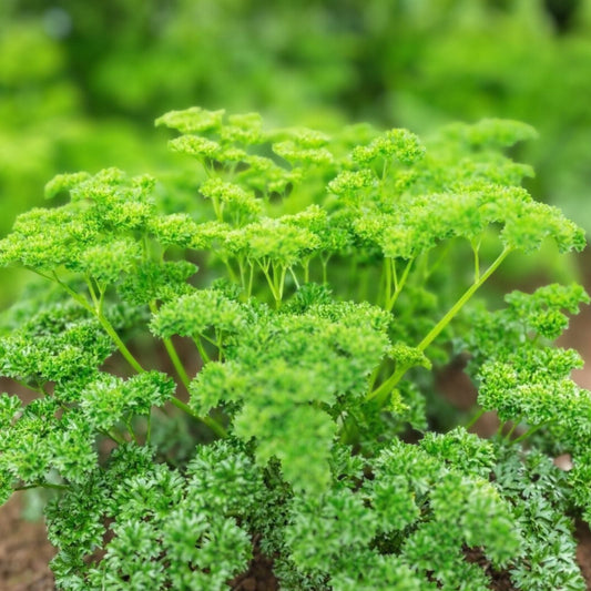 Heirloom Non-GMO Moss Curled Parsley Seeds - 500 Seeds - Petroselinum crispum Herb for Cooking and Gardening