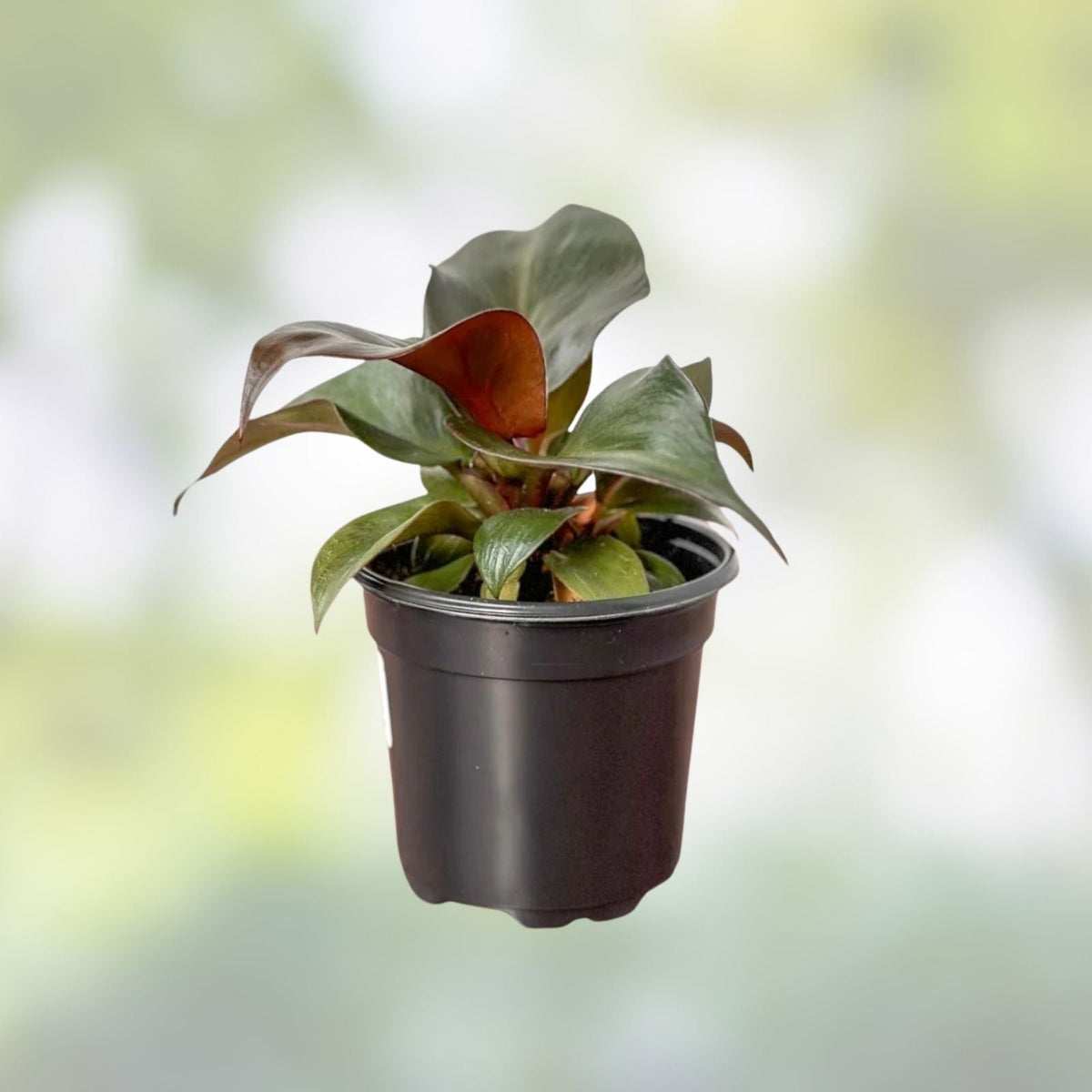 Rare Philodendron Red Heart - Live Tropical Houseplant in 3-inch Pot - Philodendron erubescens - Unique Red Foliage