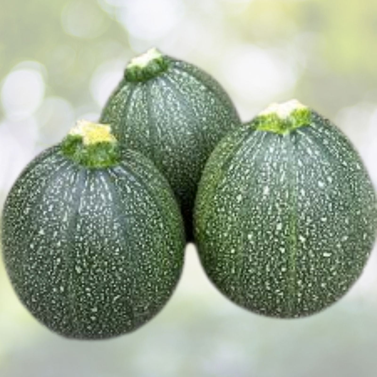 Round Zucchini Summer Squash Seeds - 20+ Pack - Cucurbita pepo - Fresh USA Grown Vegetable Seeds