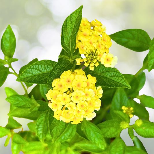 Lantana Plant - 6-9 Inch - 'Lemon Drop' Variety - Lantana camara - Bright Yellow Flowers for Gardens and Containers