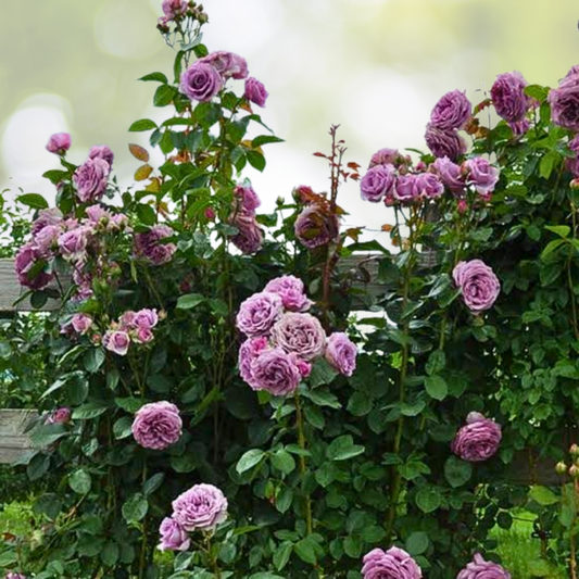 20pcs Purple Climbing Rose Seeds - Rare Non-GMO Heirloom - Rosa 'Climbing Purple' for Your Garden
