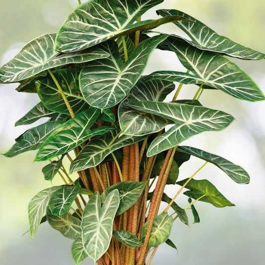 Alocasia "Ivory Coast" 6" Pot Tropical Houseplant - Alocasia macrorrhiza - Healthy Ready to Grow Indoor Plant