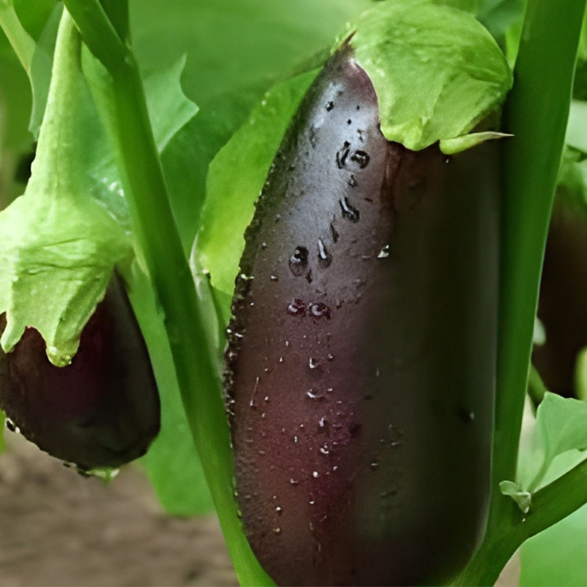 Heirloom Watermelon Seeds 100 Charleston Grey Non-GMO Citrullus lanatus for Home Gardening, Fruit Seeds, Organic, Vegetable Seeds