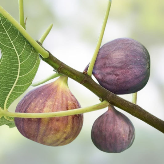 Live Starter Plant - 4" Sweet Fig Ficus carica Hardy for Zones 7-10, Full Sun, Garden and Container Growth