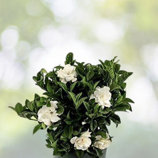Heirloom Gardenia Bush 1ft Live Plant, White Cape Jasmine, Gardenia Jasminoides, Fragrant Flowers, Bare Root