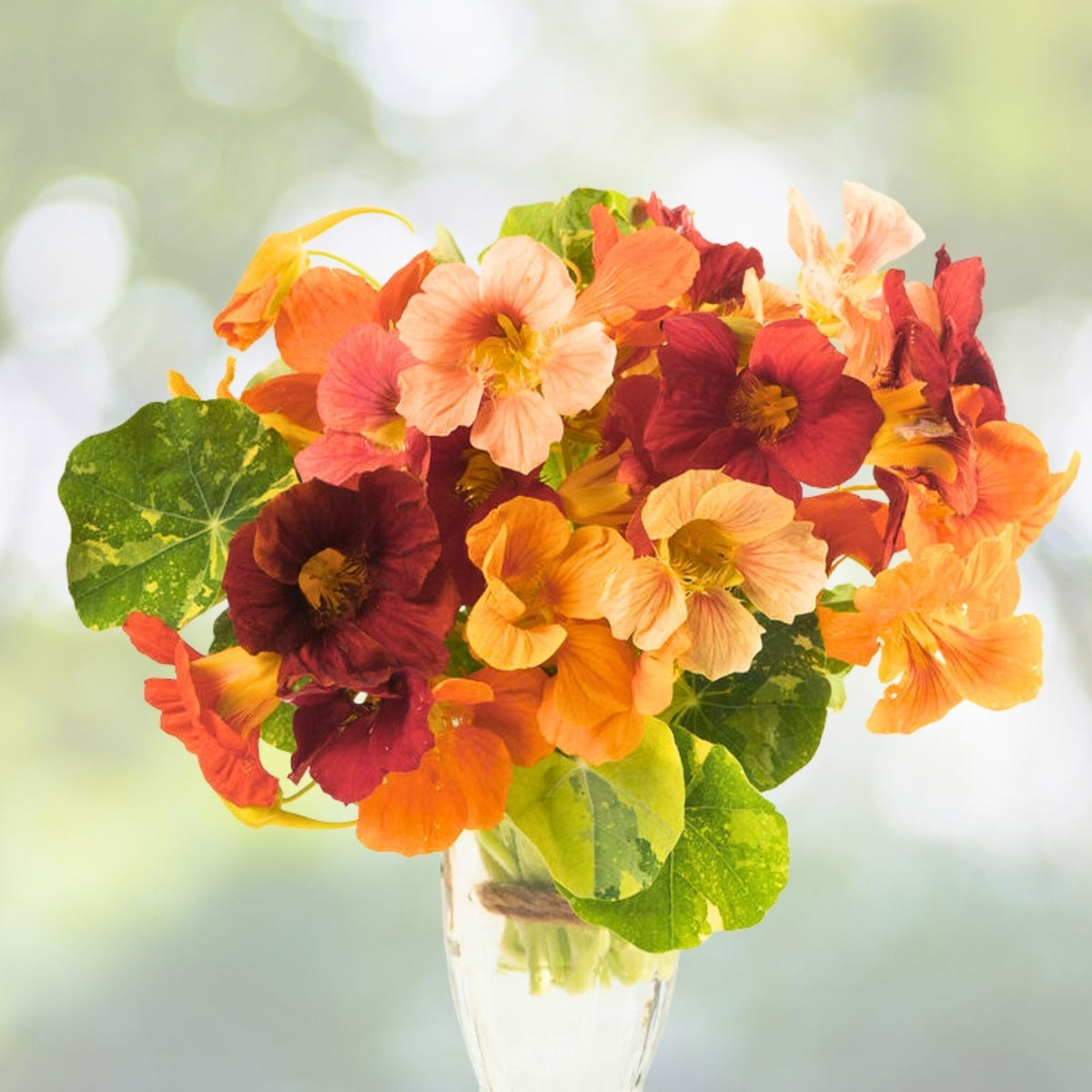 Nasturtium Seeds Jewel Mix | Non-GMO Heirloom Flower Seeds | Colorful Garden Variety | Tropaeolum majus