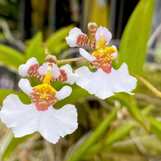 Tolumnia Plant 3" Pot Pink Lady Variety (Tolumnia Jairak Firm) - Healthy Orchid for Home Garden Collection